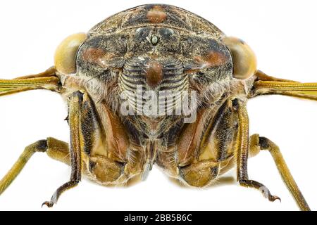 Vista frontale su una cicada di un cane da una raccolta di insetti Foto Stock