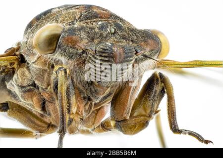 Vista frontale su una cicada di un cane da una raccolta di insetti Foto Stock