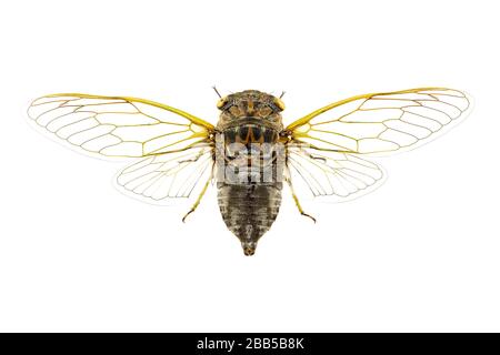 Cicada montata del cane-giorno da una colelction dell'insetto Foto Stock