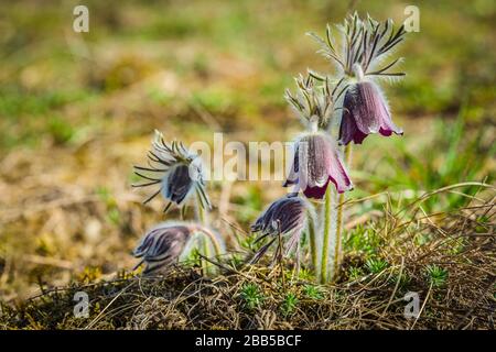 Groppa di bellissimi fiori di vento, anemone prato, fiori di pasque con coppa viola scuro come fiore e peloso fusto che cresce nel prato in una giornata di primavera. Foto Stock