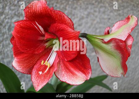 Amaryllis rosso con petali molli, balbuie bianche lunghe e foglie verdi, macro fiori rossi primaverili, fotografia floreale, sfondo grigio muro, foto stock Foto Stock