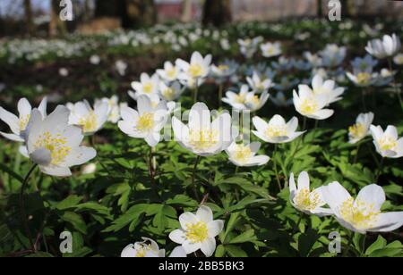 I bellissimi fiori bianchi primaverili di Anemone nemorosa, che crescono all'aperto in un ambiente boschivo naturale. Conosciuto anche come legno Anemone o Wind flower. Foto Stock