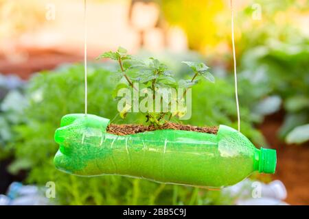 Menta piperita in bottiglia di plastica di riciclo a. Foto Stock