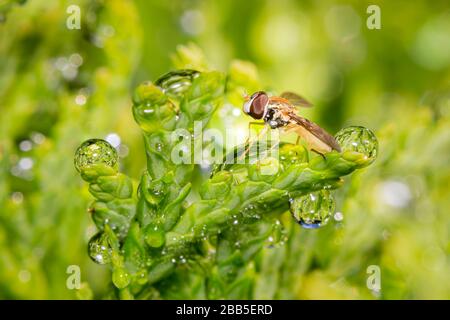 Hoverfly su un albero di cedro con goccioline di pioggia. Foto Stock