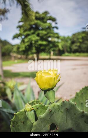 Fiore giallo di Cactus, Opuntia ficus-indica. Foto Stock