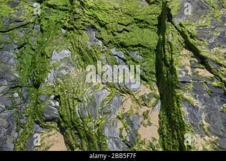 Le alghe verdi si attaccano alla roccia grigia sulla spiaggia Foto Stock