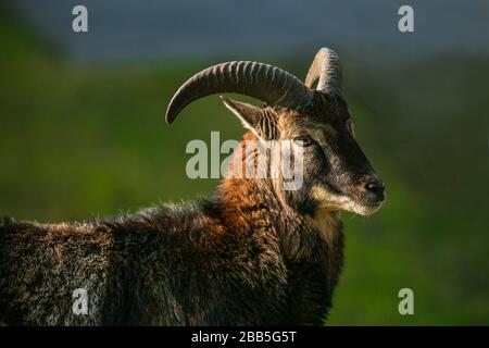 Primo piano ritratto di un giovane montone musmone, una pecora selvatica in una soleggiata giornata primaverile. Erba verde sullo sfondo. Foto Stock