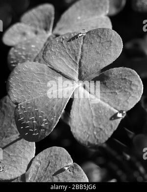 Primo piano di Oxalis acetosella (legno Sorrell) foglia con gocce di pioggia nel bosco Lake District Foto Stock