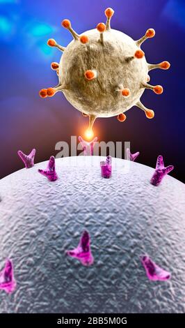 Propagazione del virus. Come il coronavirus attacca le cellule. Se il virus trova un recettore compatibile, consentire a covid-19 di replicarsi. Sezione Foto Stock