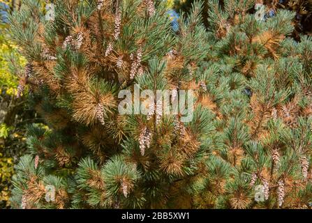 Green Foliage e coni di un Weymouth o Eastern White Pine Tree (Pinus strobus 'Kruger's Lilliput') in un Giardino nel Devon rurale, Inghilterra, Regno Unito Foto Stock