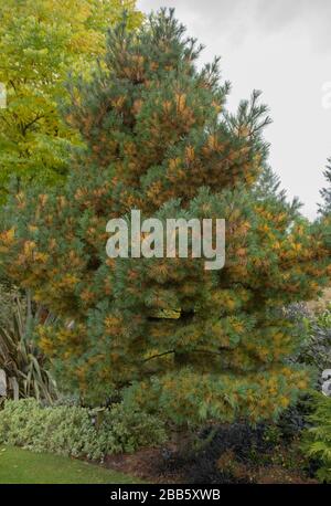 Green Foliage e coni di un Weymouth o Eastern White Pine Tree (Pinus strobus 'Kruger's Lilliput') in un Giardino nel Devon rurale, Inghilterra, Regno Unito Foto Stock