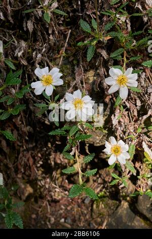 Dryas ottopetala foglie e fiore vicino Foto Stock