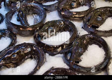 Pesce sciabola nero (aphanopus carbo) preparato per la vendita su ghiaccio in un banco di pesce in un supermercato sull'isola di Madeira Foto Stock