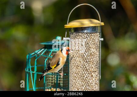 Carduelis carduelis, oreficeria europea, che si alimenta da un alimentatore di uccelli con cuori di girasole in un giardino a Surrey, Inghilterra sud-orientale in primavera Foto Stock