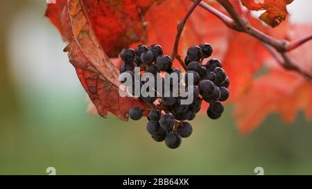 Primo piano delle uve sulla vite Foto Stock