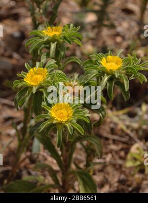 Asteriscus aquaticus, Asteraceae Foto Stock