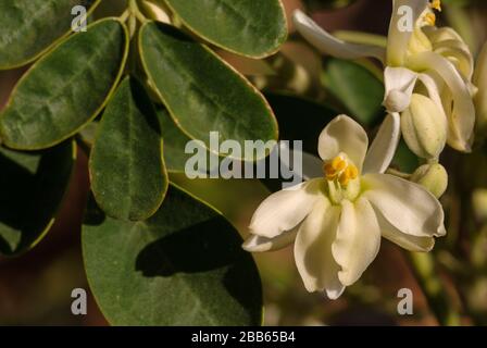 Moringa oleifera, albero tropicale in Valle Gran Rey, la Gomera Foto Stock