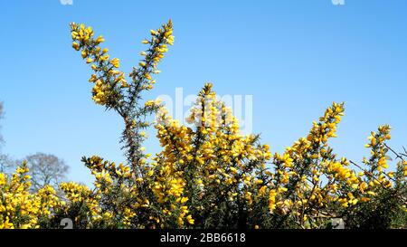 Un cespuglio di gorse con fiori gialli contro un cielo blu brillante Foto Stock