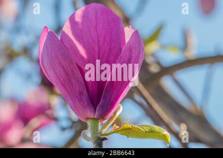 Fiore piattino magnolia (Magnolia Soulangeana) luce naturale all'aperto Foto Stock