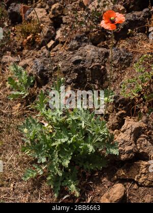 Papaver dubium (Saat-Mohn) von la Palma Foto Stock