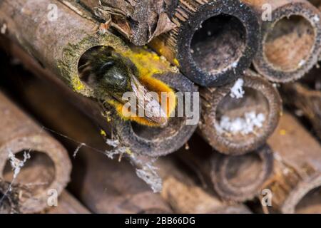 Ape Mason / builder apee / europeo di orchidea Osmia cornuta - carico di polline e nettare - nidificazione in fusto cavo in hotel di insetti per le api solitarie Foto Stock