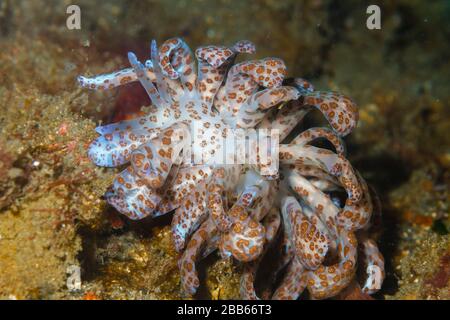 Nudirramo a energia solare (Phyllodesmium longicirrum) stretto di Lembeh, Indonesia Foto Stock