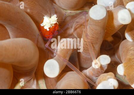 Gamberi di popcorn (Periclimenes kororensis) che vivono in un anemone di mare. Stretto di Lembeh, Indonesia Foto Stock