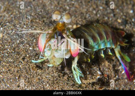 Gamberetto di mantis rosa (Odontodactylus latirostris) stretto di Lembeh, Indonesia Foto Stock