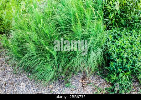 Asfodeline liburnica o Jacob's Rod un'erba ornamentale decidua e perenne. Foto Stock