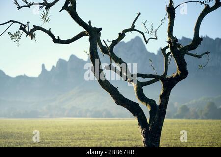 Tetric albero di fronte alla montagna di granito di forme impossibili, Montserrat, Catalogna, Spagna. Foto Stock