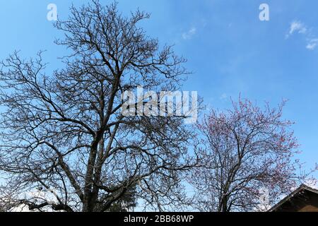 Arbre sans feuillage sur fond de ciel bleu. Saint-Gervais-les-Bains. Alta Savoia. Francia. Foto Stock