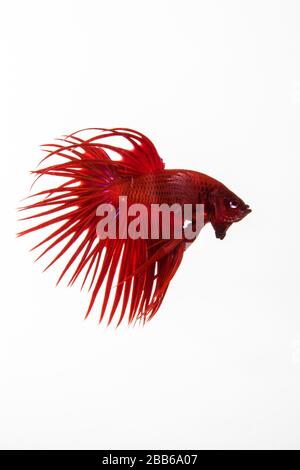 Ritratto di un rosso betta pesce Foto Stock