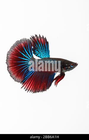 Ritratto di un pesce betta blu e rosso, Indonesia Foto Stock