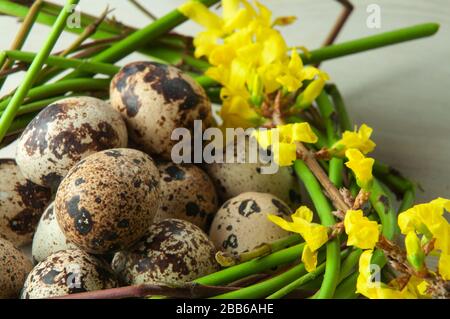 uova di quaglia macchiate in un nido di ramoscelli disposti come decorazione di pasqua con fiori gialli di forsithia Foto Stock