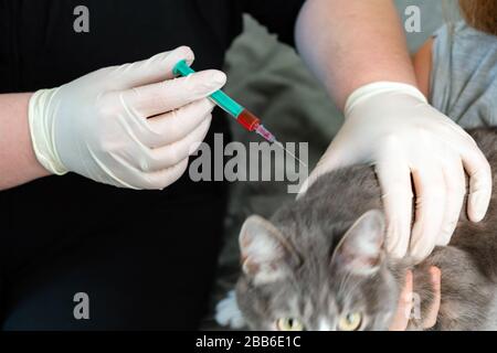 Cat che riceve il vaccino dal veterinario. Le mani di Vet iniettano il medicinale nell'animale domestico presso la clinica Foto Stock