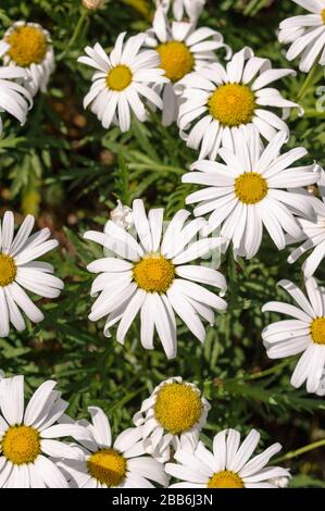 Argyranthemum webbii, la Palma endemism Foto Stock