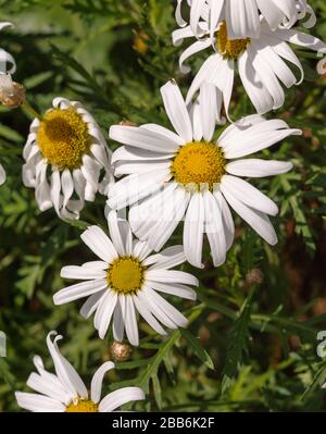 Argyranthemum webbii, la Palma endemism Foto Stock