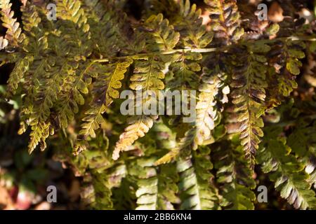 Fern frontz natura primo piano di modelli di foglia al sole, East Sussex, Inghilterra, europa Foto Stock