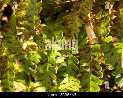 Fern frontz natura primo piano di modelli di foglia al sole, East Sussex, Inghilterra, europa Foto Stock