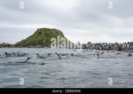 nuoto pinguini re nella georgia del sud Foto Stock