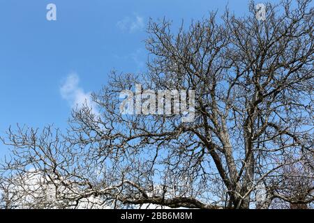 Arbre sans feuillage sur fond de ciel bleu. Saint-Gervais-les-Bains. Alta Savoia. Francia. Foto Stock