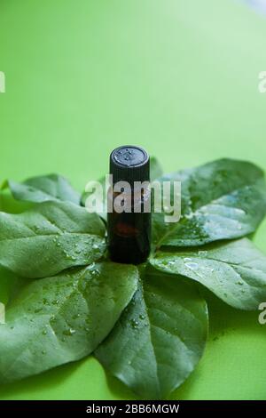 una piccola bottiglia di vetro scuro con acqua di gocce su una verde foglie fresche e uno sfondo verde. Spazio di copia. Foto Stock