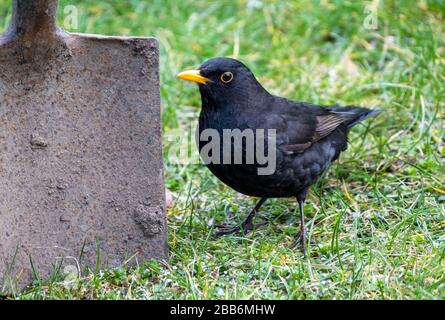 Un Blackbird in attesa accanto a un giardino vanga per il cibo, Scozia. Foto Stock