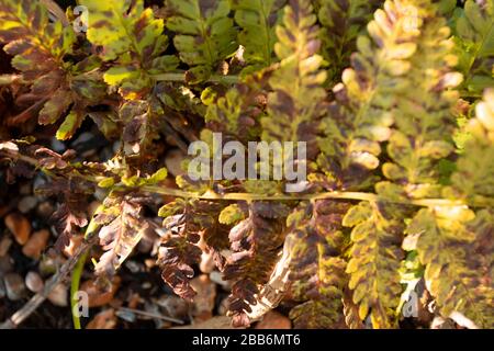 Fern frontz natura primo piano di modelli di foglia al sole, East Sussex, Inghilterra, europa Foto Stock