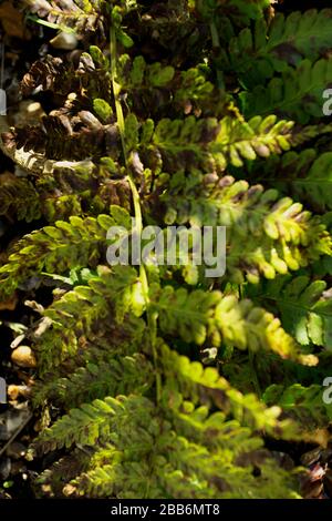 Fern frontz natura primo piano di modelli di foglia al sole, East Sussex, Inghilterra, europa Foto Stock