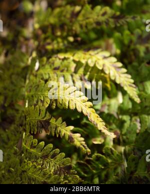 Fern frontz natura primo piano di modelli di foglia al sole, East Sussex, Inghilterra, europa Foto Stock