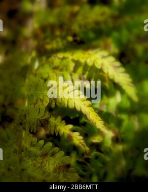 Fern frontz natura primo piano di modelli di foglia al sole, East Sussex, Inghilterra, europa Foto Stock