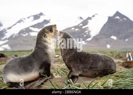 Due cuccioli di pelliccia che combattono, Georgia del Sud Foto Stock