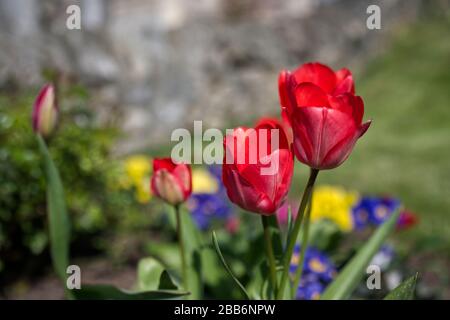 Primo piano dei tulipani in un giardino residenziale con messa a fuoco selettiva. Foto Stock