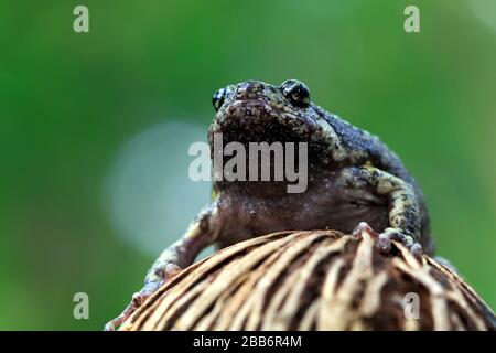 Ritratto di un fiore vaso toad su una pianta, Indonesia Foto Stock